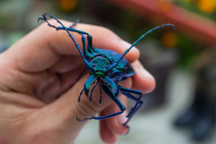 Psalidognathus friendii