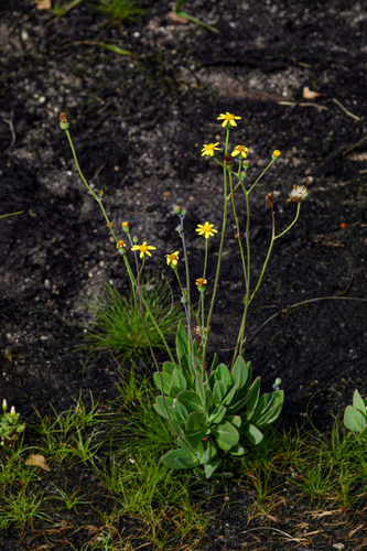 Senecio ruwenzoriensis image