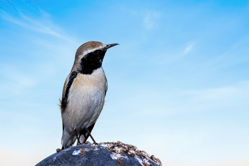 Desert Wheatear