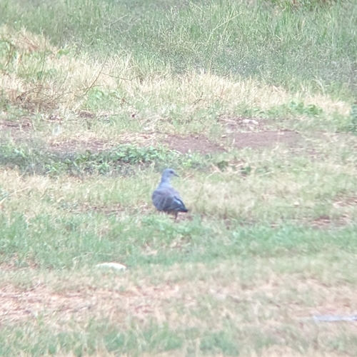 Adamawa Turtle Dove (Streptopelia hypopyrrha), photo 10