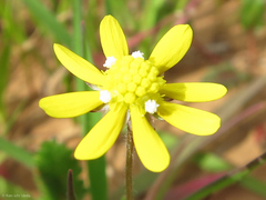Blennosperma nanum