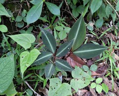 Costus laevis image