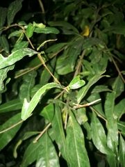 Laurus