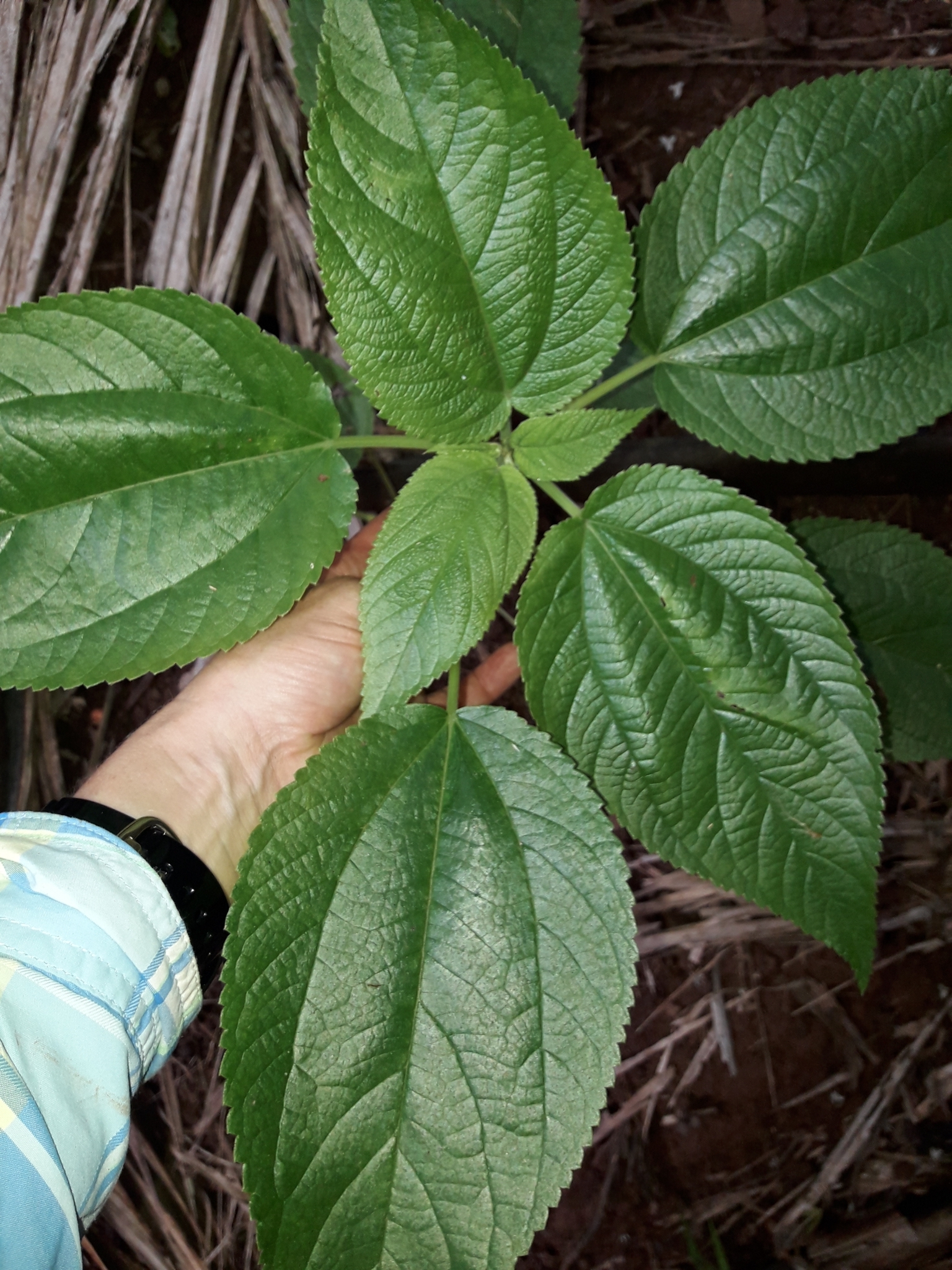 Nettle Tree (Boehmeria australis)