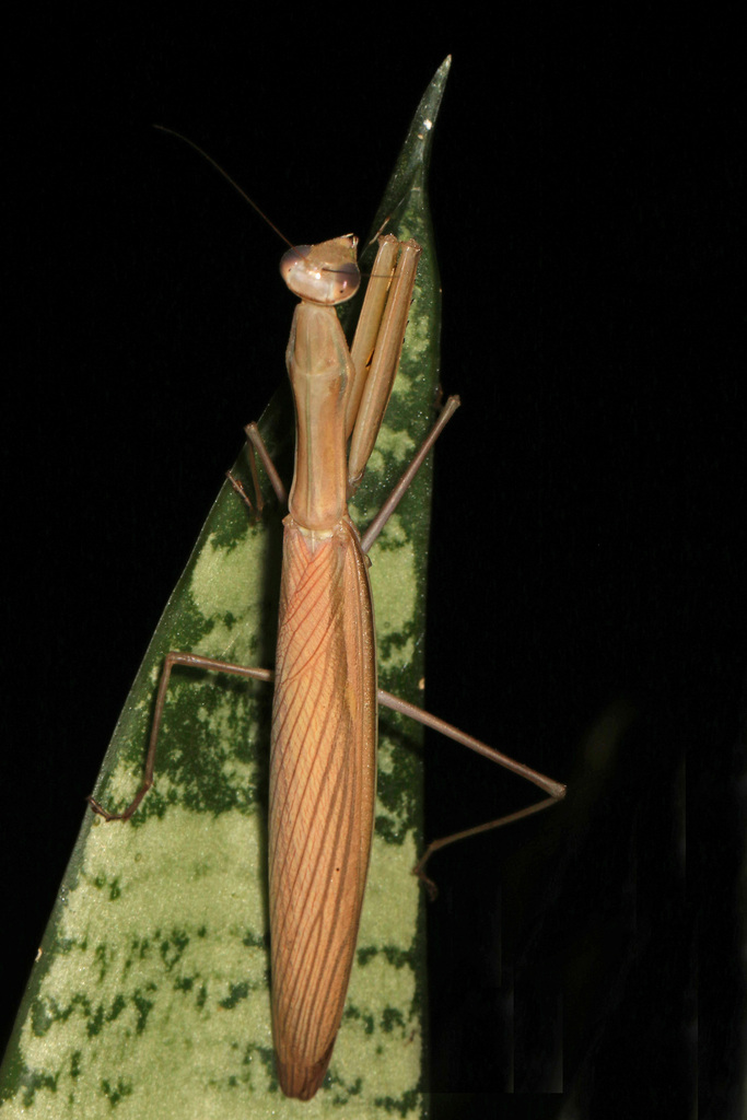 洋書 MANTODEA Gottesanbeterinnen der Welt Mantodea - Gottesanbeterinnen der Welt [Gebundene Ausgabe