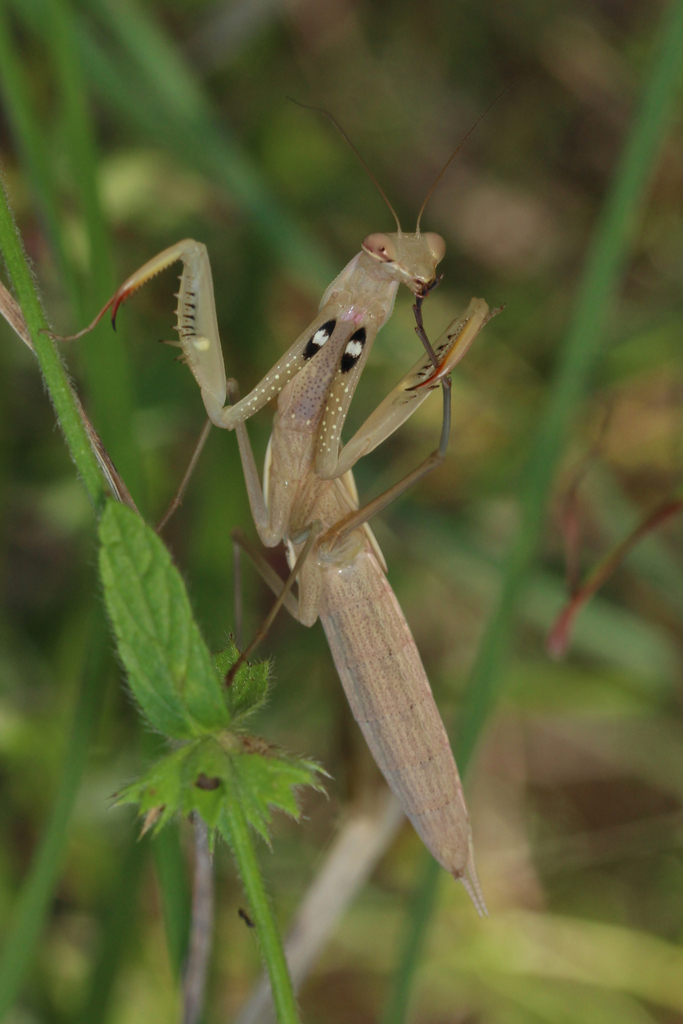Europäische Gottesanbeterin (Madeira Heuschrecken, Mantis