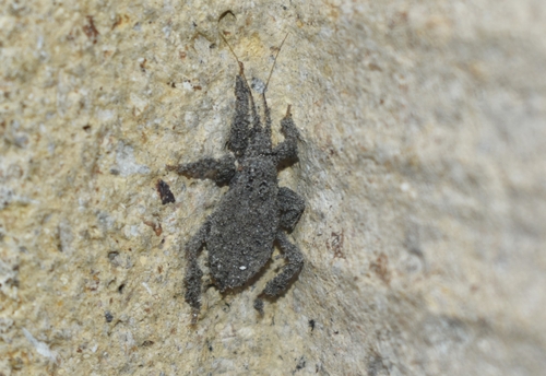 Reduvius personatus