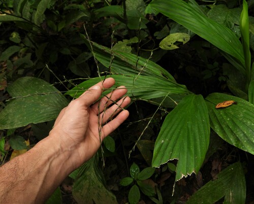 Pharus latifolius image