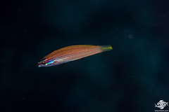 Yellowfin Wrasse photo 3