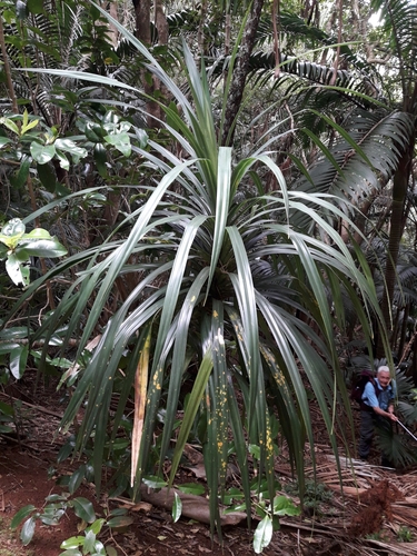 Image of Freycinetia baueriana by (c) naturewatchwidow, some rights reserved (CC BY)