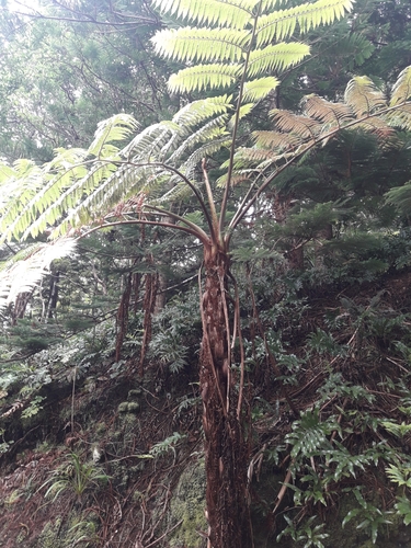 Sphaeropteris excelsa, photograph 6