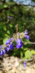 Salvia setulosa