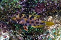 Cocktail Wrasse photo 5