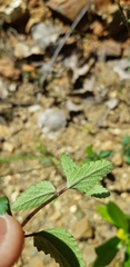 Salvia setulosa