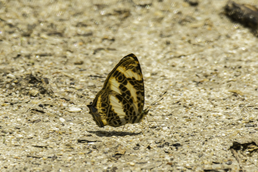 scarce jester