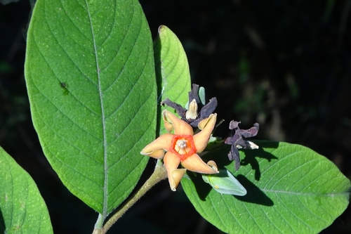 Image of Wrightia arborea by (c) renjus box, some rights reserved (CC BY)
