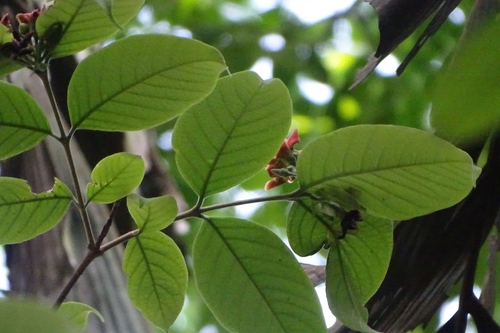 Image of Wrightia arborea by (c) renjus box, some rights reserved (CC BY)