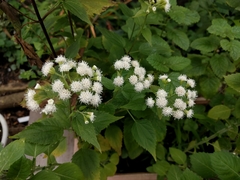 Ageratina altissima