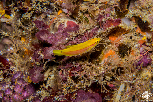 Bodianus bimaculatus observed 2022-10-30