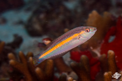 Ceylon Wrasse photo 2