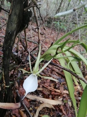 Angraecum praestans image