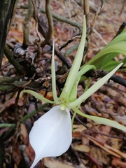 Angraecum praestans image