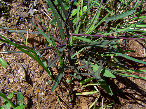 Lactuca inermis image