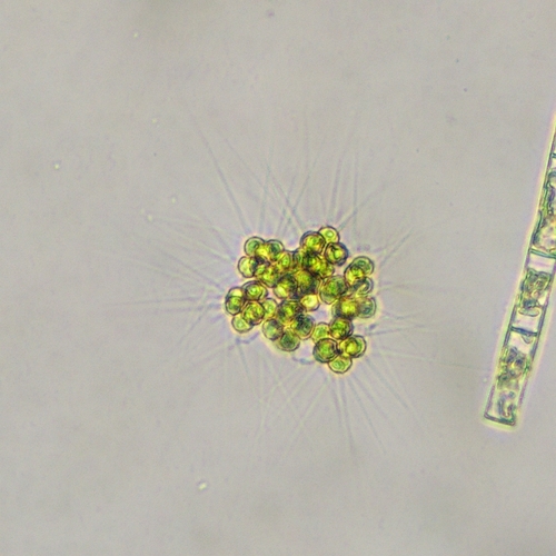 Micractinium pusillum