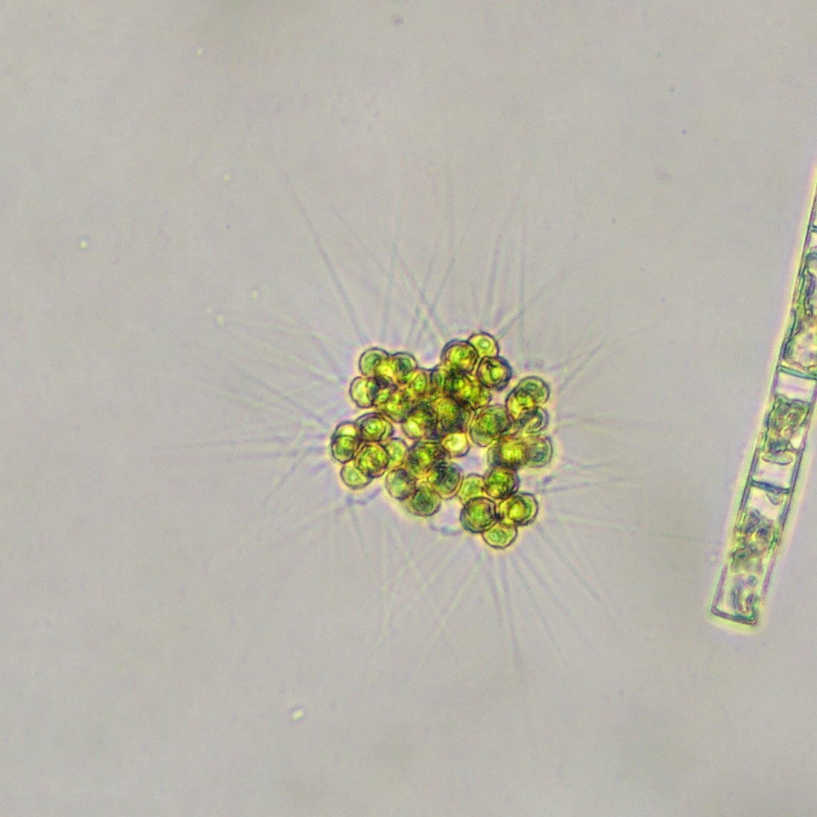 Micractinium pusillum