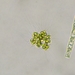 Micractinium pusillum - Photo (c) narido,  זכויות יוצרים חלקיות (CC BY-NC), הועלה על ידי narido