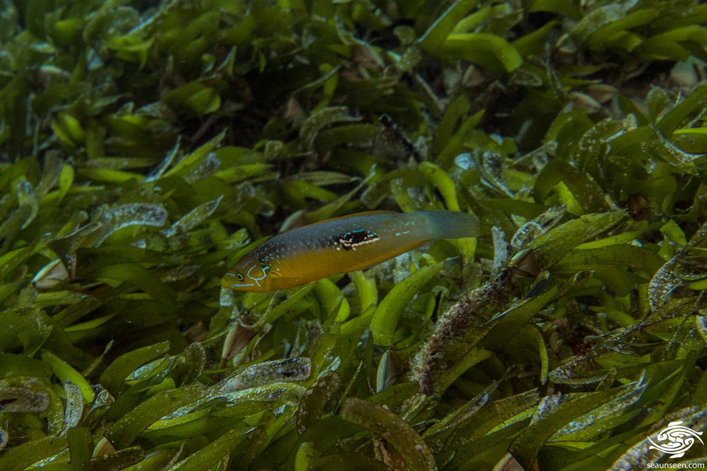 Ring-Cheek Slender Wrasse