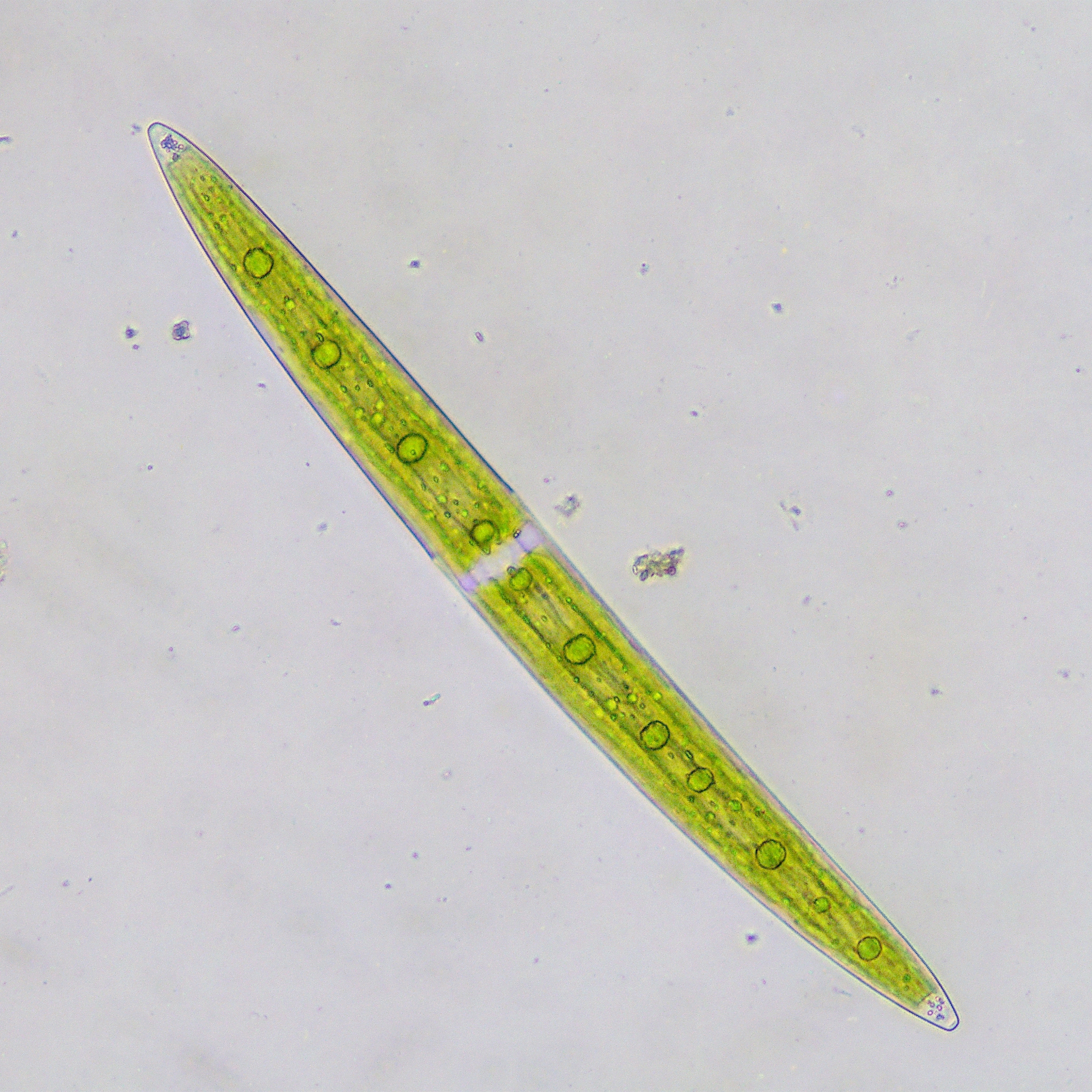 Closterium acerosum
