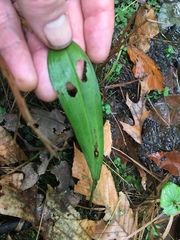 Platanthera clavellata