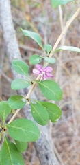 Magnoliopsida