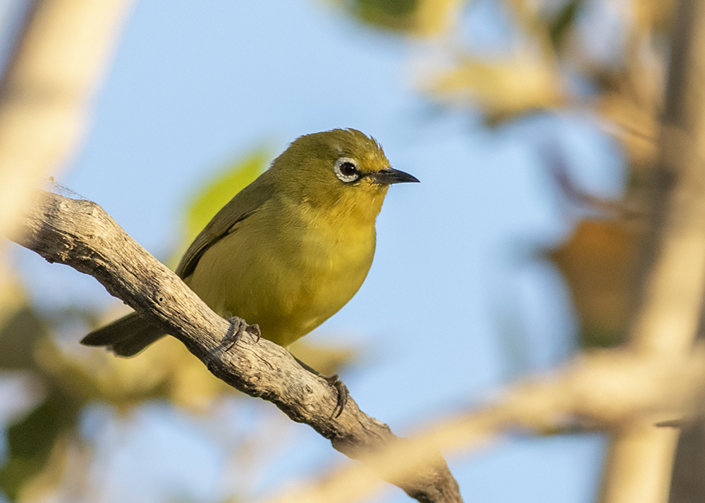 Australian Yellow White-eye (Zosterops luteus) photo