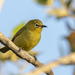 Australian Yellow White-Eye - Photo (c) Steve Murray, some rights reserved (CC BY-NC), uploaded by Steve Murray