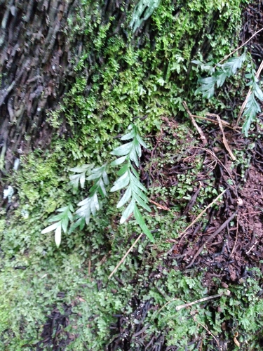 Tmesipteris norfolkensis (Tmesipteris norfolkensis)
