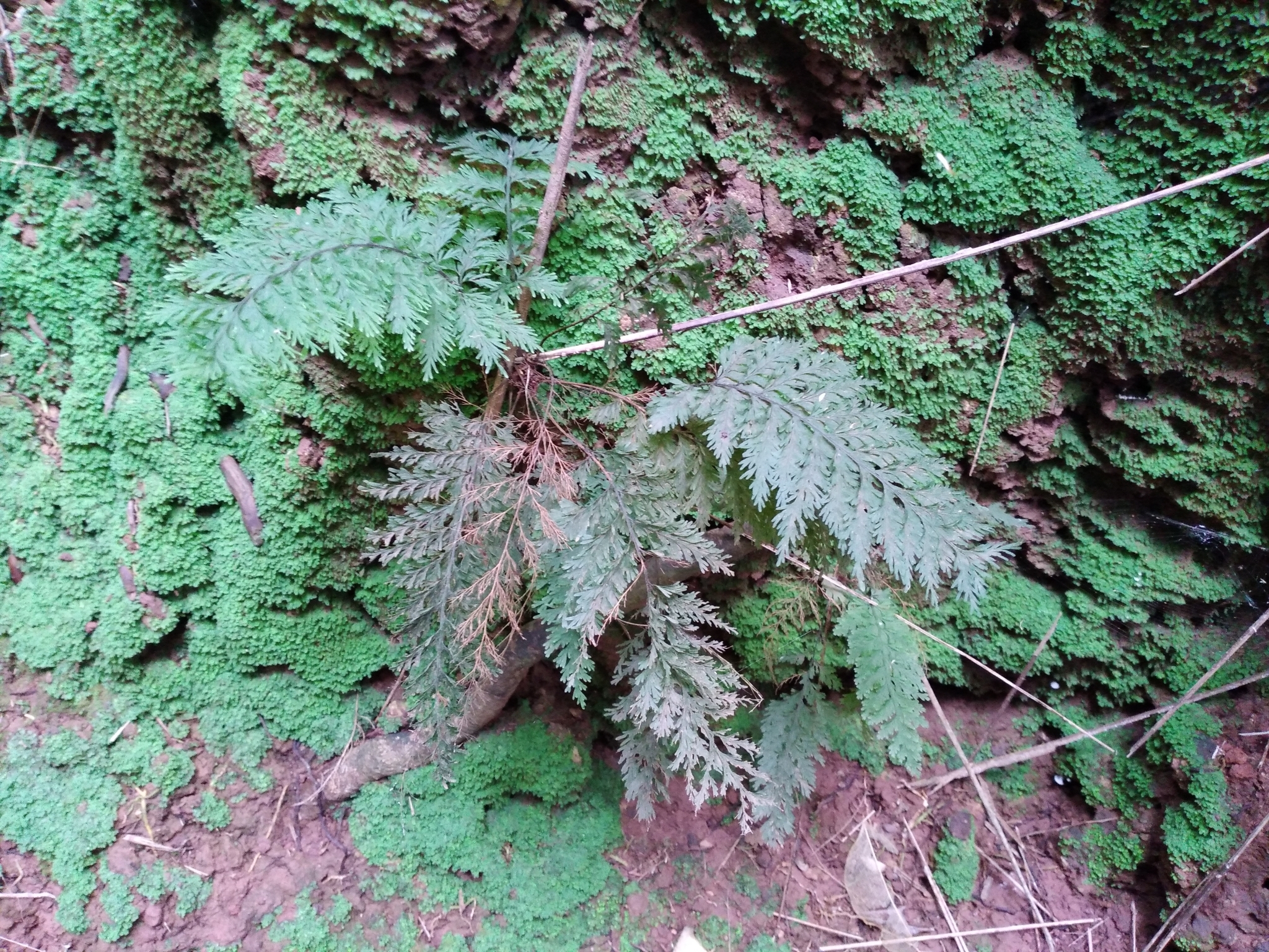 Callistopteris baueriana