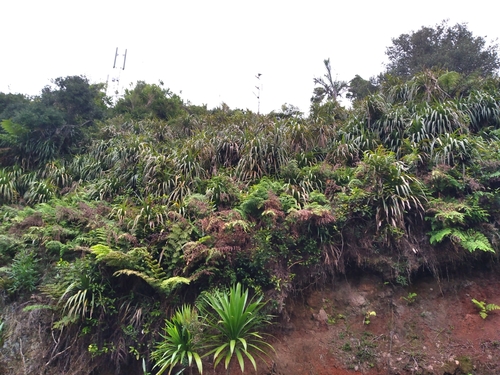 Mountain Rush (Freycinetia baueriana)