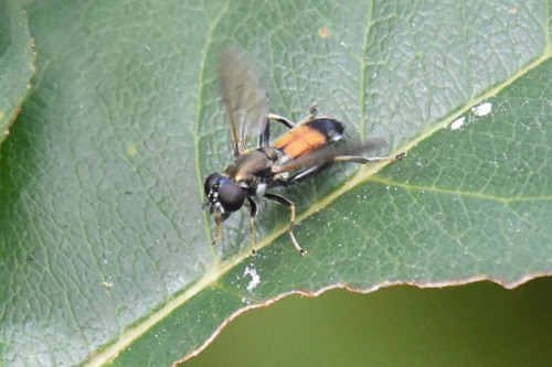 Orange-belted Leafwalker