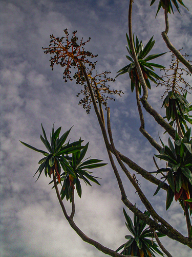 Dracaena steudneri image