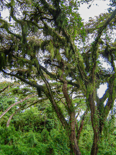 Acacia abyssinica image