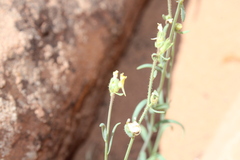 Linaria simplex image