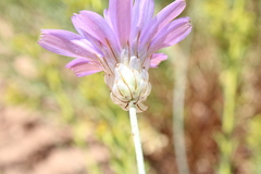 Catananche caerulea image