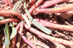 Catananche caerulea image