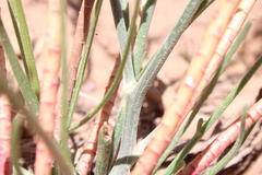 Image of Catananche caerulea