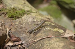 Sphenomorphus sabanus