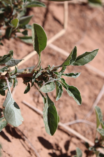 Amaranthus graecizans image