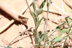 Silene nocturna image