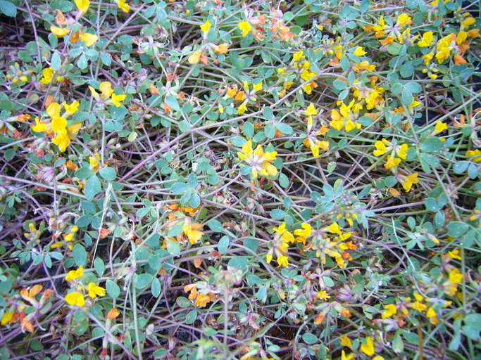 Acmispon junceus